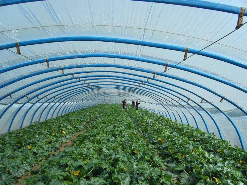 ɽ�|�۹��߲˜��Ҵ���