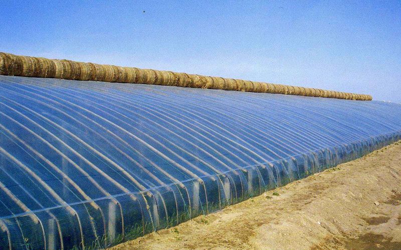 �ӱ��е²�ݮ�Nֲ����